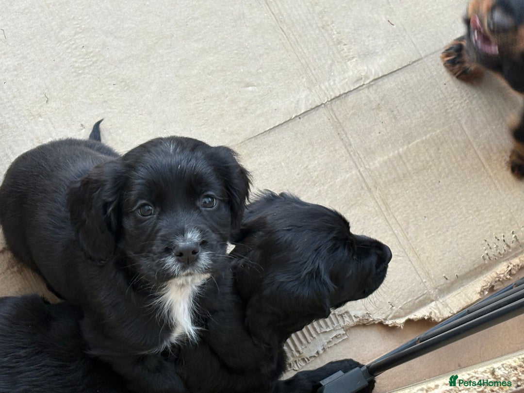 Cocker Spaniel dogs for sale: Beautifully marked Cocker Spaniel Pups For Sale - Advert 25