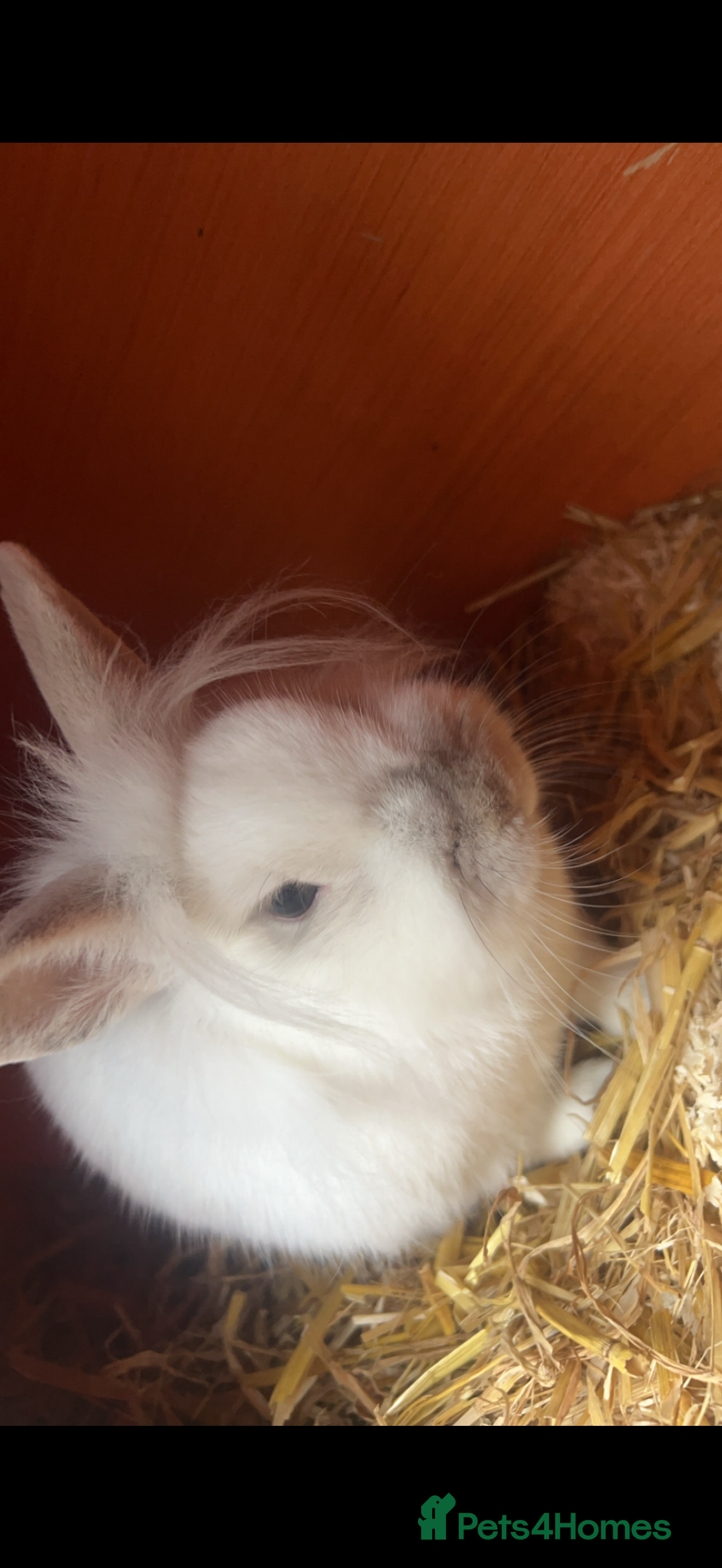 Lionhead rabbits Female rabbit  - Advert 1