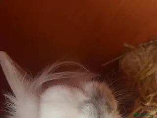 Lionhead rabbits Female rabbit - Advert 1