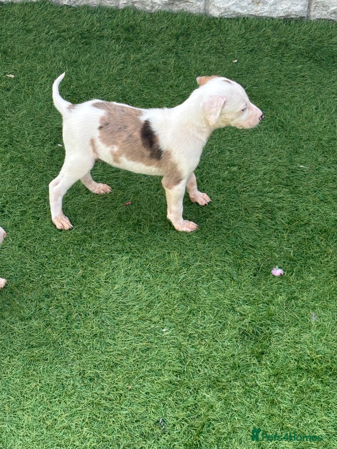Lurcher dogs for sale: ‼️ collie greyhound puppies ‼️ - Image 2