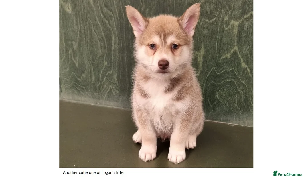 Pomsky dogs for stud: Pomsky for STUD Beautiful Husky markings in Sittingbourne - Advert 23