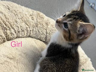 Mixed Breed cats 🐾 5 Stunning Boy & Girl Kittens - Advert 4