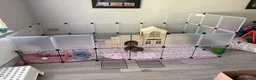 Mini Lion Lop rabbits for sale: 2 x Female Mini Lion Lop’s in Barry - Advert 16