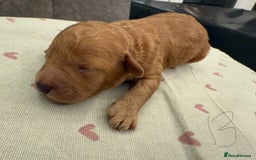 Mixed Breed dogs for sale: Australian Labradoodle Pups. READY 30th October  - Image 16