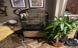 Budgerigars birds for sale: two budgies  - Image 2