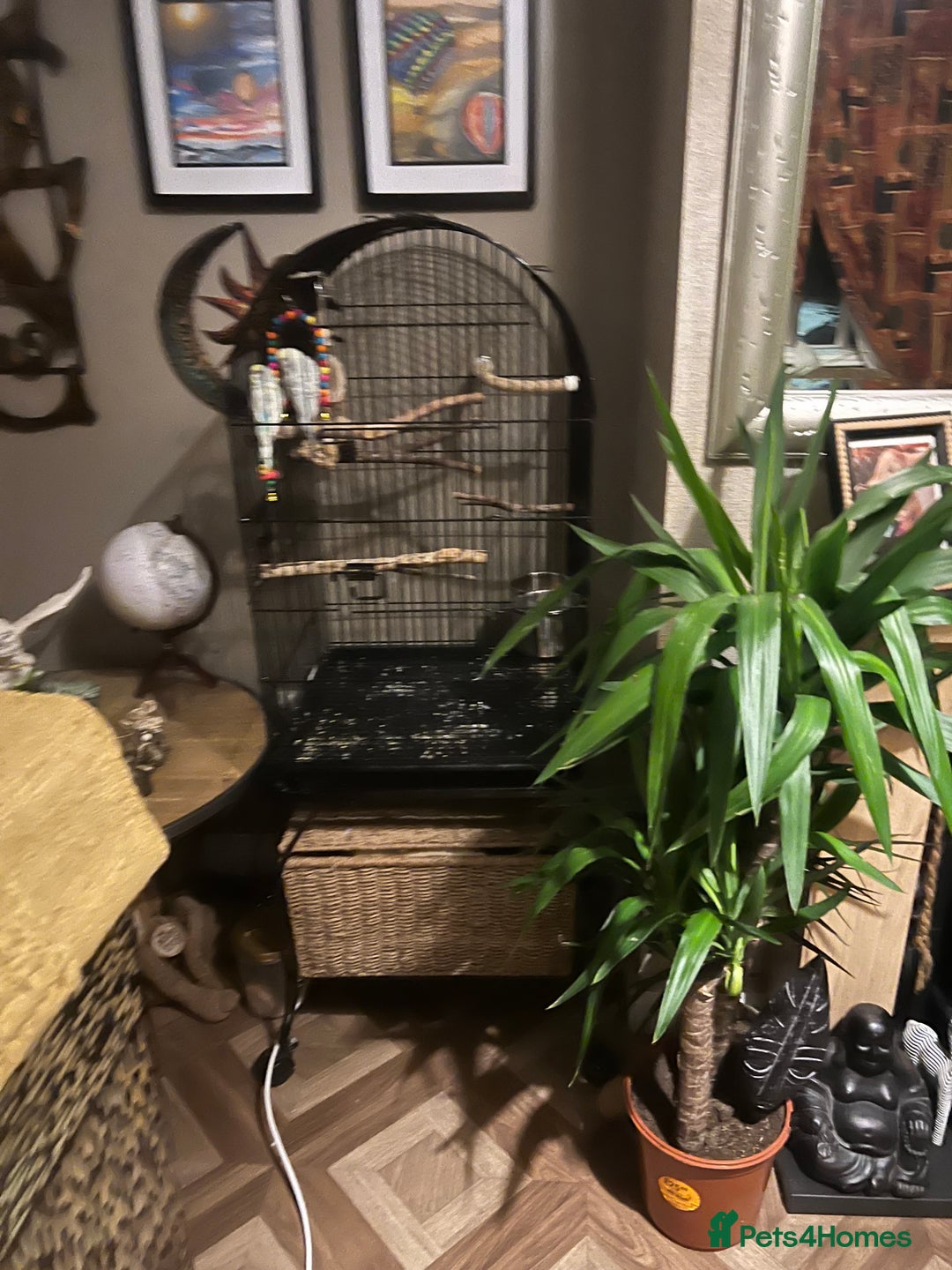 Budgerigars birds for sale: two budgies  - Image 2