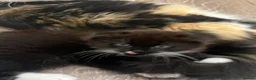 Mixed Breed cats for sale: Kitten Scottish Fold cross calico in Oxford - Advert 3