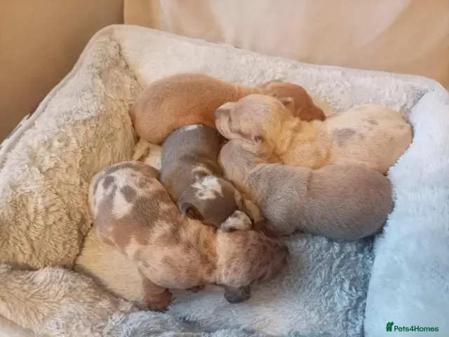 Miniature Dachshund dogs for sale: Miniature dashund puppies - Advert 6