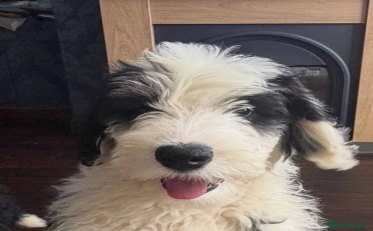 Mixed Breed dogs Ready Now 1 Sheepadoodle Puppy Female Cardiff  - Advert 3