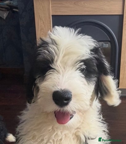 Mixed Breed dogs Ready Now 1 Sheepadoodle Puppy Female Cardiff - Advert 3