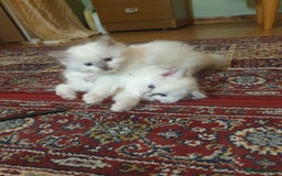 Ragdoll cats for sale: Adorable ragdoll kittens - Image 12