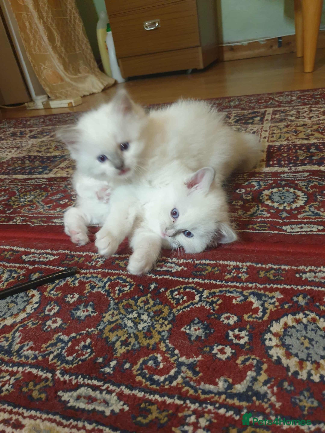 Ragdoll cats for sale: Adorable ragdoll kittens - Image 12