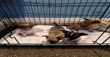 Chihuahua dogs - Advert 9
