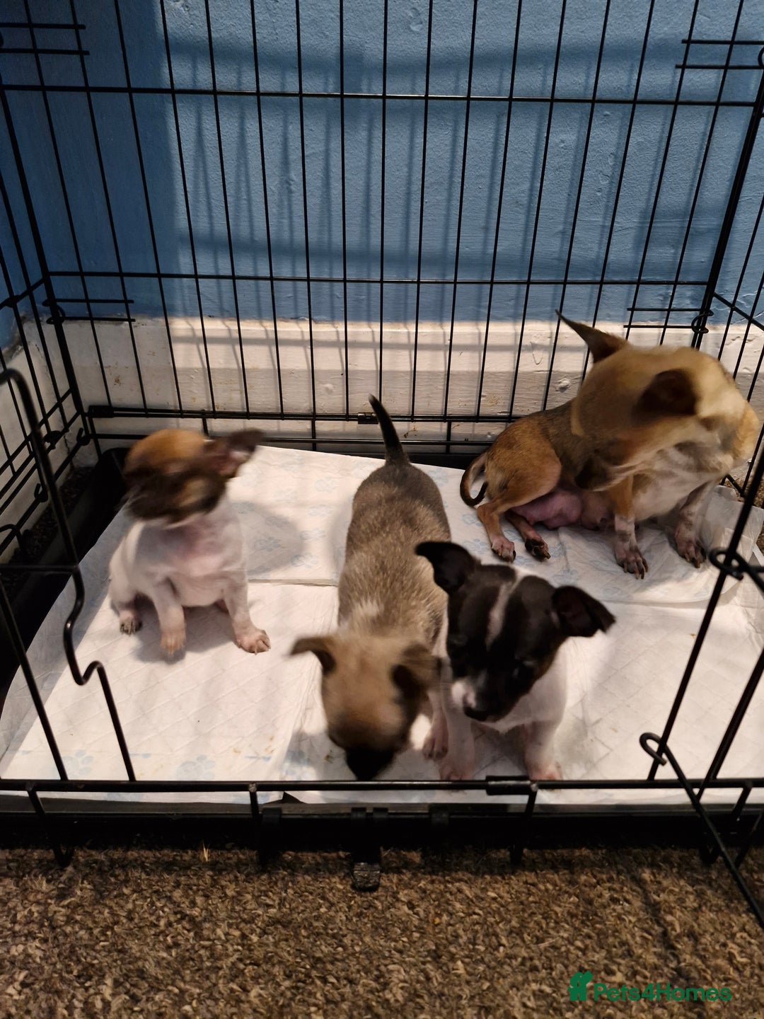 Chihuahua dogs for sale: 1 Male Chihuahua puppies - Image 3