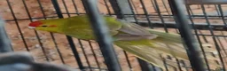 Parakeets birds for sale: Kakariki hen Cinnamon kakariki girl  - Advert 7