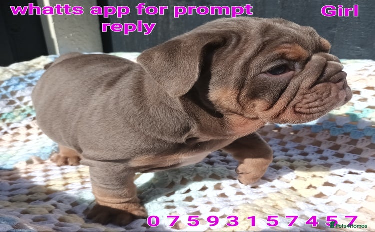 English Bulldog dogs - Advert 1