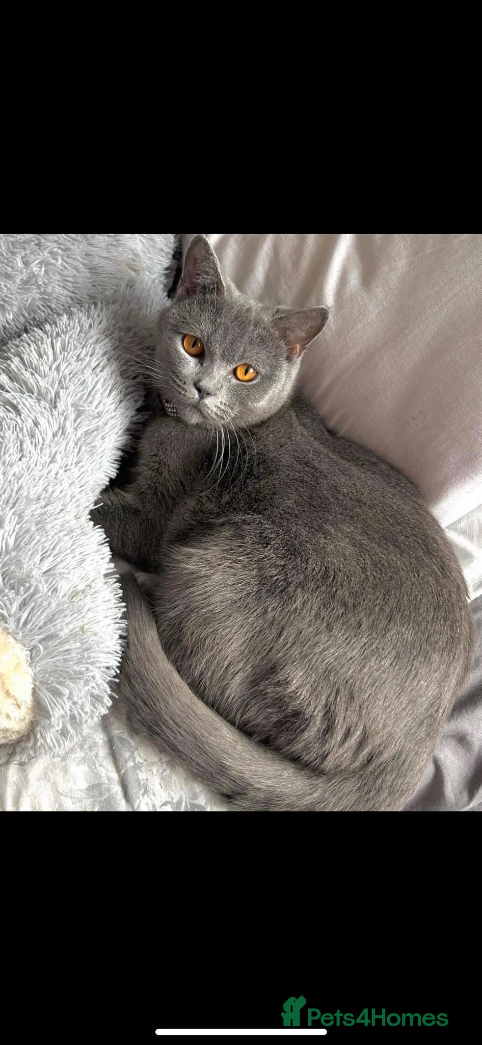 British Shorthair cats 3 year old blue British short hair female  - Advert 4