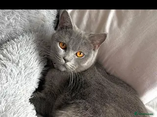 British Shorthair cats 3 year old blue British short hair female - Advert 4