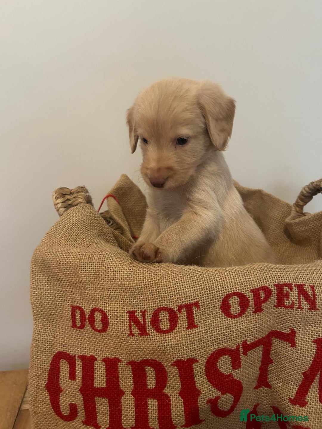 Labradoodle dogs for sale: Labradoodle puppies (home-raised) for sale - Advert 13