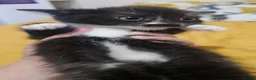 Mixed Breed cats for sale: 🐾❤️Cute tuxedo / tabby mix kittens ❤️🐾 - Advert 4