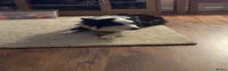 Border Collie dogs for stud: Rock  - Advert 2