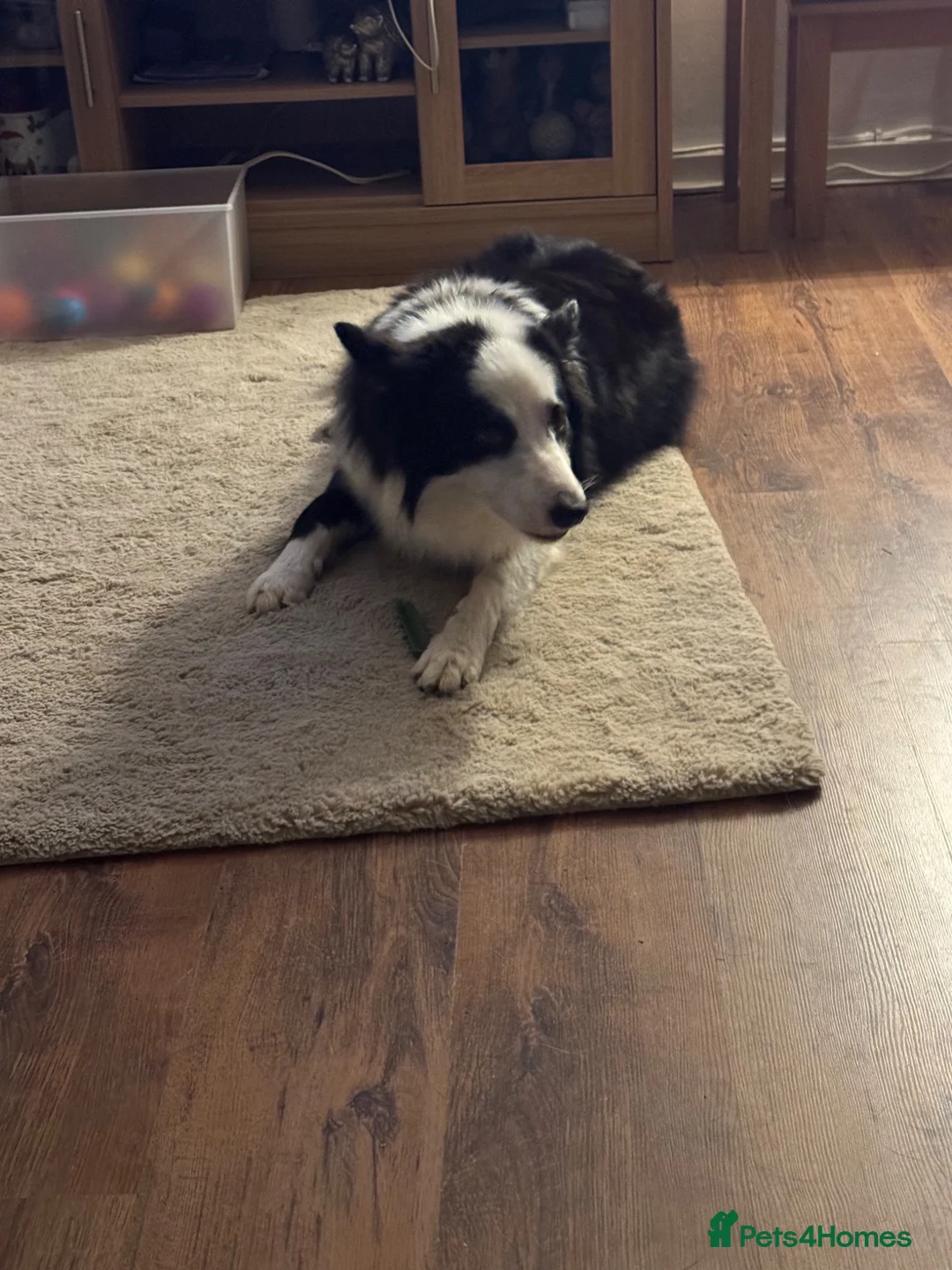 Border Collie dogs for stud: Rock  - Advert 2