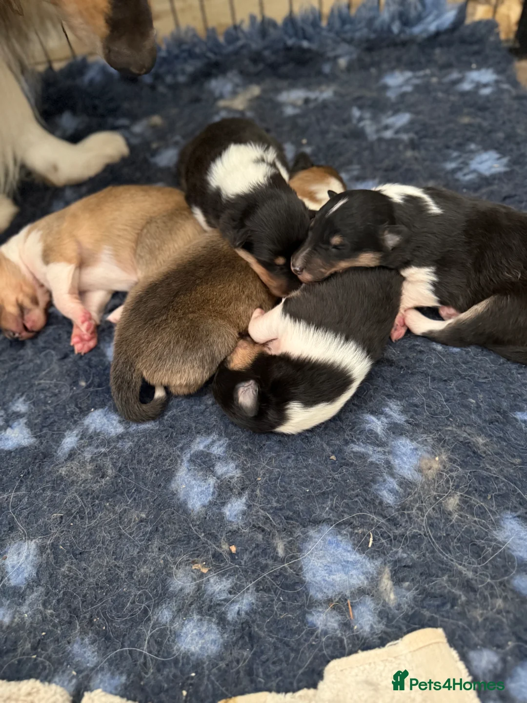 Rough Collie dogs for sale: Non- Affected Rough Collie Litter Due in 7 Days  - Advert 6
