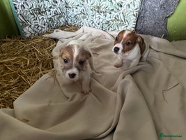 Jack Russell dogs - Advert 3