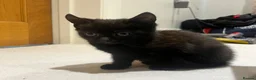 Mixed Breed cats for sale: 😍 3 Adorable Black & Tuxedo Kittens 🐈‍⬛💕 - Advert 29