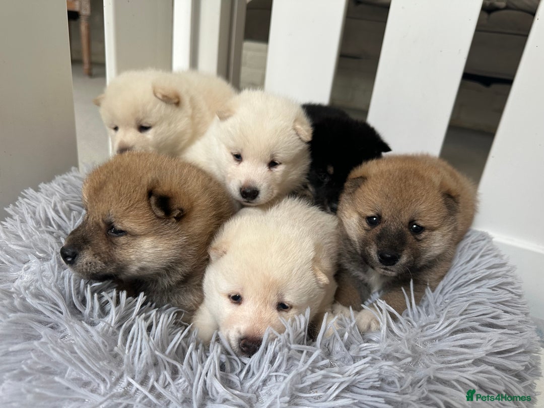 Japanese Shiba Inu dogs for sale: Japanese Shiba Inu puppies - Image 3