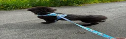 Newfoundland dogs for sale: 6 month old newfie bitch.  in Llangammarch Wells - Advert 5