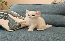 Scottish Fold cats for sale: Excellent Scottish straight kittens  - Image 6