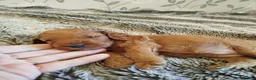 Cockapoo dogs for sale: Cockerpoo f2 - Advert 25