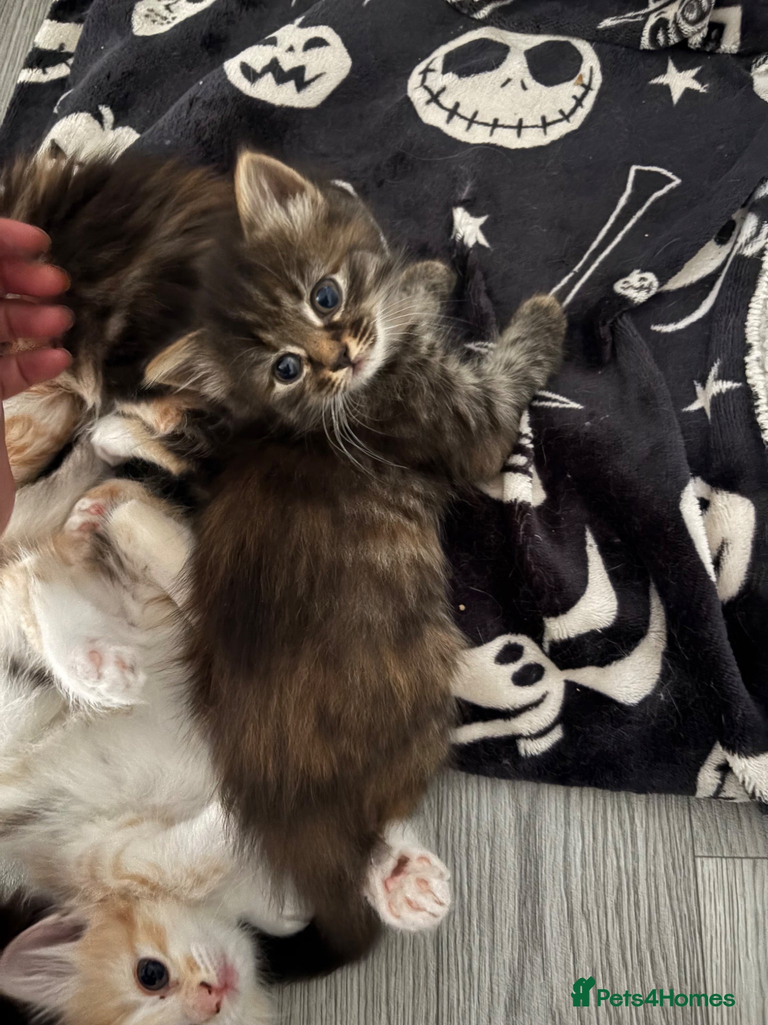 Mixed Breed cats Last long haired female remaining 🖤 - Advert 3