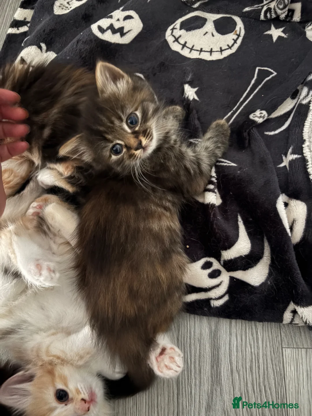 Mixed Breed cats for sale: Last long haired female remaining 🖤 - Advert 1