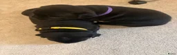 Staffordshire Bull Terrier dogs for sale: 🐾 Beautiful KC registered puppies 🐾 - Advert 9