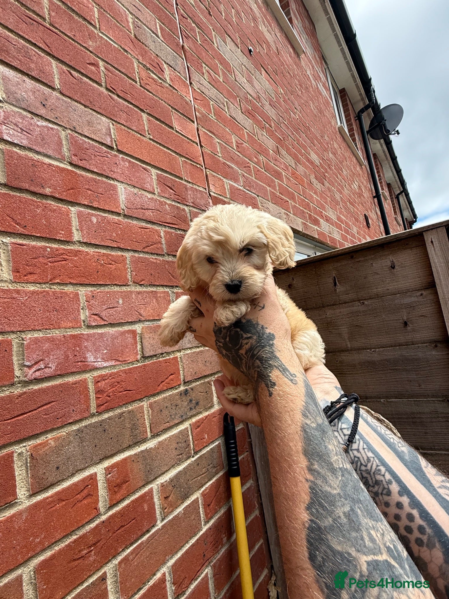 Cockapoo dogs READY TOMORROW!! 1 girl left - Advert 1