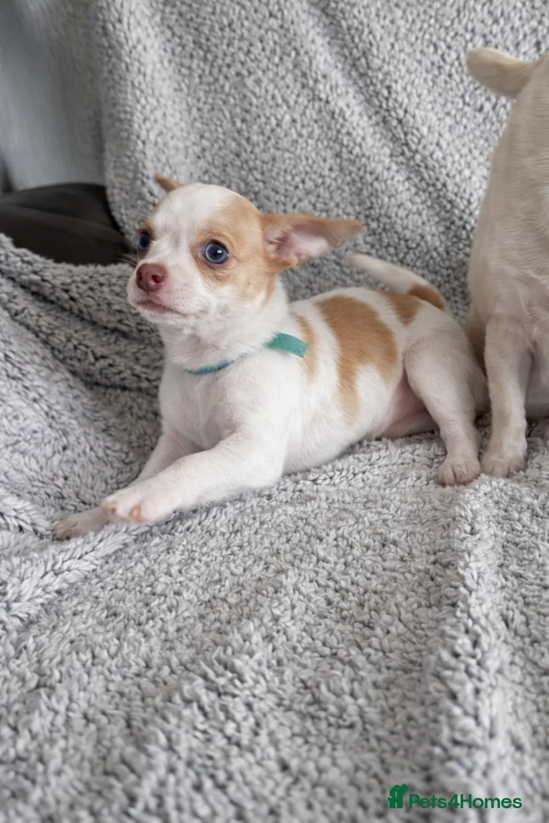 Chihuahua dogs for sale: Beautiful Chihuahua pups 1 Boy left  - Advert 1