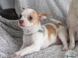 Chihuahua dogs Beautiful Chihuahua pups 1 Boy left - Advert 18