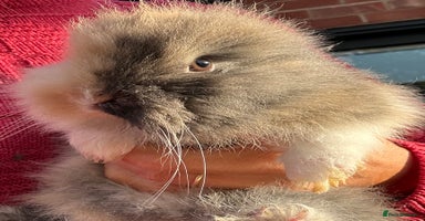 Lionhead rabbits Previously reserved little girl available now! - Advert 15