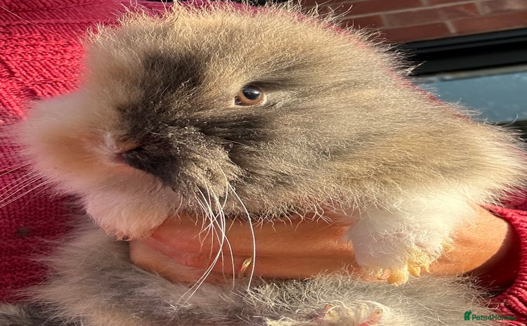 Lionhead rabbits Previously reserved little girl available now! - Advert 1