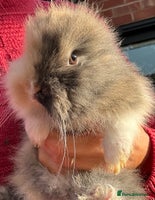 Lionhead rabbits Previously reserved little girl available now! - Advert 4