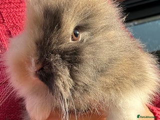 Lionhead rabbits Previously reserved little girl available now! - Advert 7