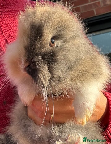 Lionhead rabbits Previously reserved little girl available now! - Advert 1