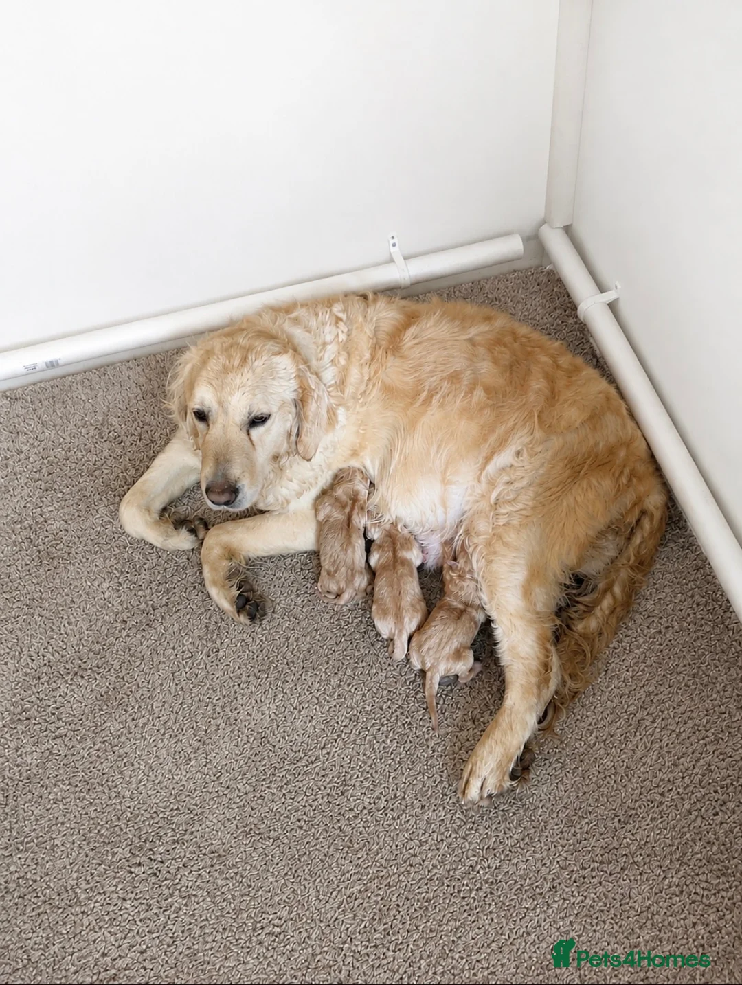 Golden Retriever dogs for sale: 5 KC registered Golden Retriever boys - Advert 1
