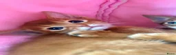 Abyssinian cats for sale: TICA Abyssinian kittens  - Advert 10