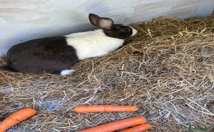 Netherland Dwarf rabbits - Advert 1