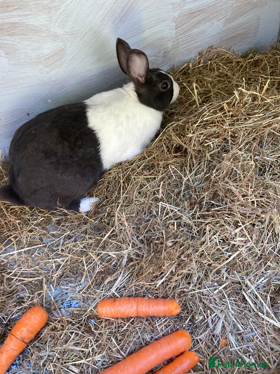 Netherland Dwarf rabbits for sale: Dutch and dwarf rabbits  - Image 1