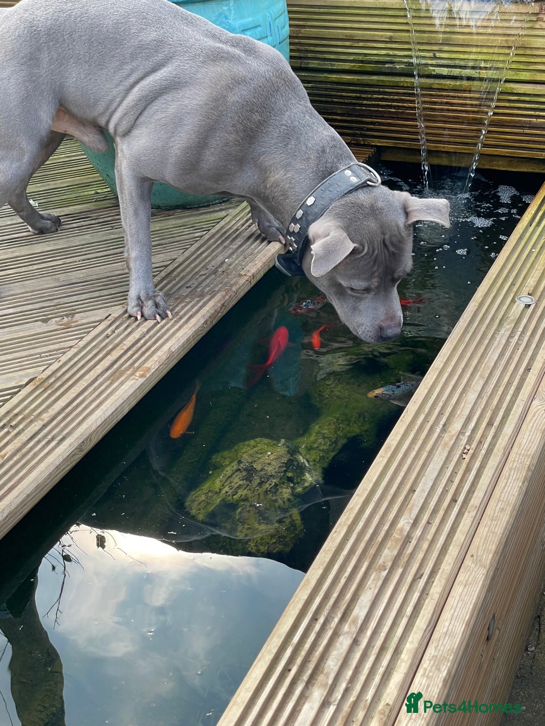 Staffordshire Bull Terrier dogs for stud: STUD…. Blue Siras champion bloodlines  in Stroud - Image 5