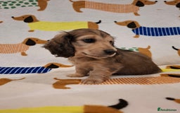 Miniature Dachshund dogs for sale: Mini Long Haired Dachshund - Image 1